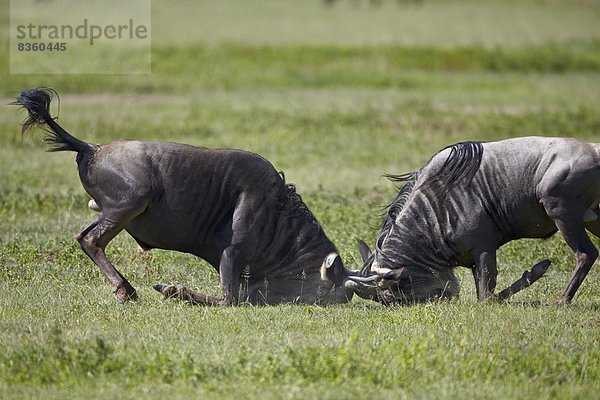 Ostafrika  Bulle  Stier  Stiere  Bullen  Kampf  blau  2  Gnu  Afrika  Ngorongoro Crater  Tansania