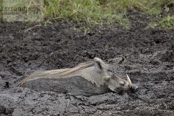 Ostafrika  Afrika  Ngorongoro Crater  Tansania