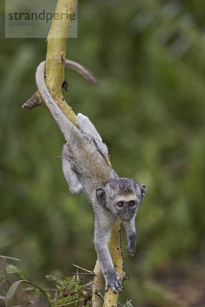 Ostafrika  Baum  jung  Afrika  klettern  Affe  Ngorongoro Crater  Tansania