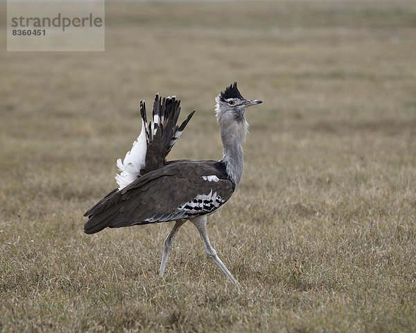 Ostafrika  zeigen  Trappe  Afrika  Ngorongoro Crater  Tansania