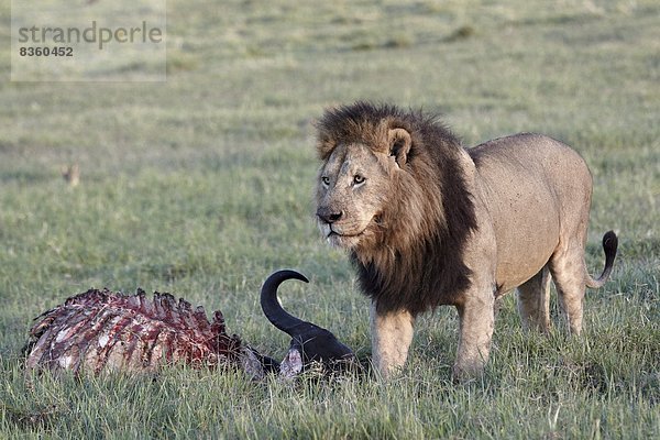 Ostafrika  Raubkatze  Löwe  Panthera leo  töten  Büffel  Afrika  Löwe - Sternzeichen  Ngorongoro Crater  Tansania