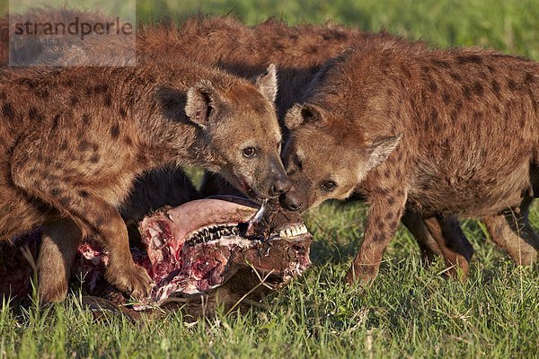 töten  Punkt  Büffel  Hyäne  Ngorongoro Crater  Tansania