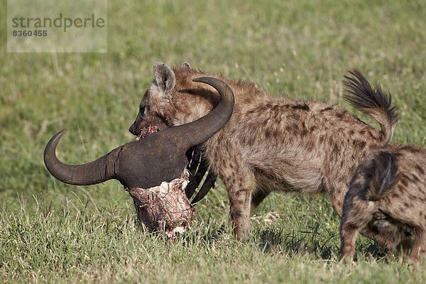 Punkt  Büffel  Hyäne  Ngorongoro Crater  Totenkopf  Tansania