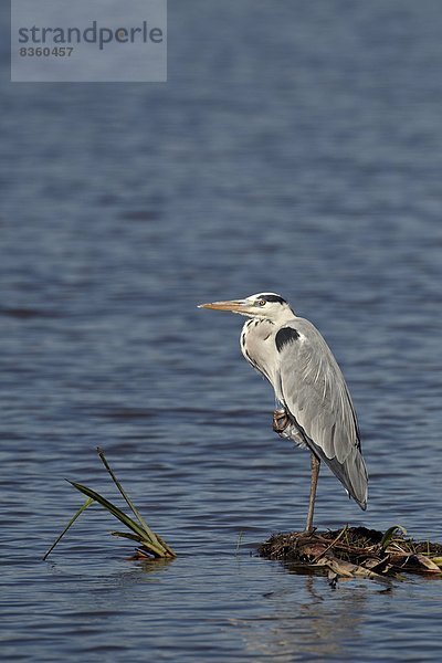 Ostafrika Graureiher Ardea cinerea grau Afrika Reiher Ngorongoro Crater Tansania