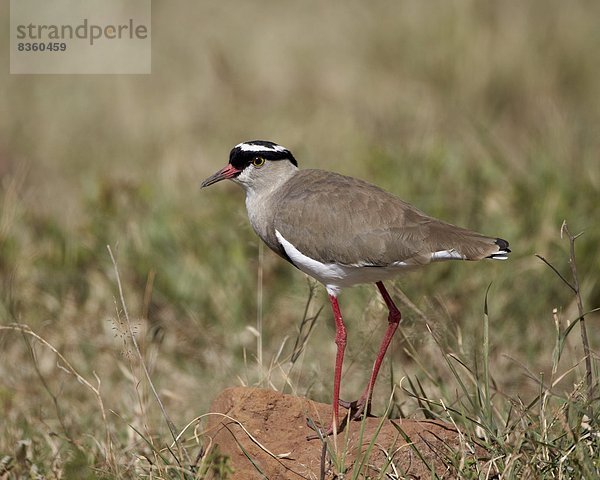 Ostafrika  Kiebitz  Vanellus vanellus  Schwedische Krone  Afrika  Kiebitz  Ngorongoro Crater  Tansania