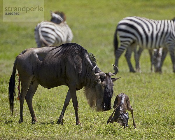 Ostafrika  anprobieren  blau  Geburt  Gnu  Afrika  Kalb  Ngorongoro Crater  Tansania