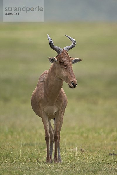 Ostafrika  Afrika  Ngorongoro Crater  Tansania