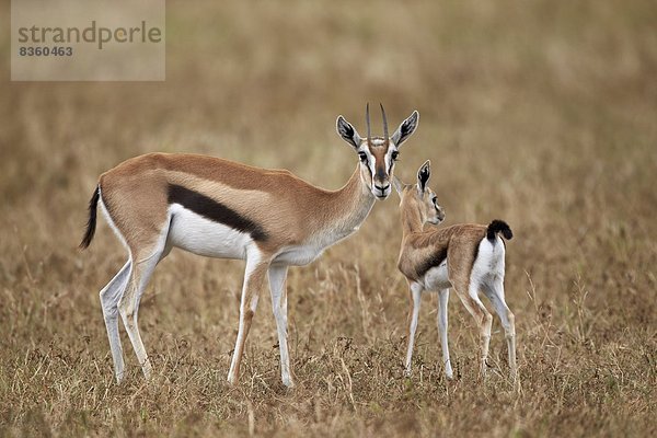 Ostafrika  jung  Mutter - Mensch  Afrika  Gazelle  Ngorongoro Crater  Tansania