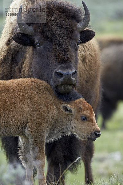 Vereinigte Staaten von Amerika  USA  Hausrind  Hausrinder  Kuh  Nordamerika  Yellowstone Nationalpark  Bison  Kalb  Kuh  Wyoming