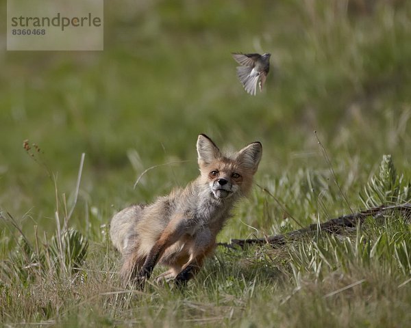 Vereinigte Staaten von Amerika  USA  Jagd  Nordamerika  Vogel  rot  Yellowstone Nationalpark  Fuchs  Wyoming