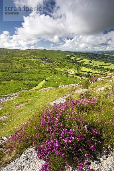 Felsbrocken  Europa  Großbritannien  Ignoranz  Glocke  Devon  England