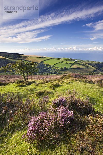 Europa  Ländliches Motiv  ländliche Motive  Sommer  Großbritannien  Küste  England  Somerset