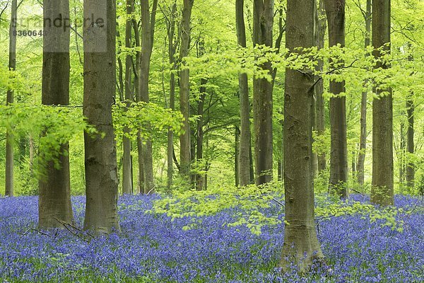 Laubwald  Europa  Baum  Großbritannien  Wachstum  reifer Erwachsene  reife Erwachsene  Buche  Buchen  England  Wiltshire