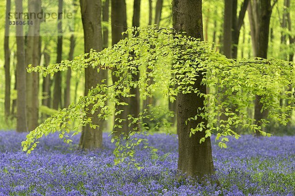 Laubwald  Europa  Baum  Großbritannien  Wachstum  reifer Erwachsene  reife Erwachsene  Buche  Buchen  England  Wiltshire