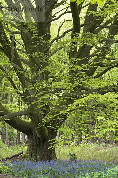 Europa  Baum  Großbritannien  Wachstum  Wald  unterhalb  Buche  Buchen  antik  England  Wiltshire