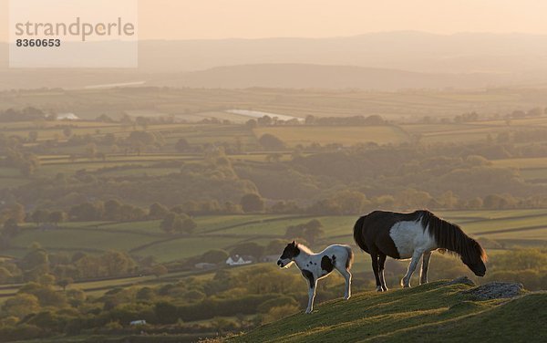 Fohlen  Füllen  Europa  Sommer  Großbritannien  Devon  England  grasen