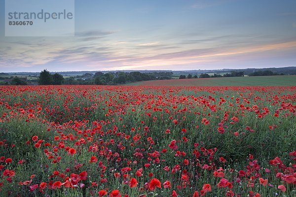 Europa  Sommer  Sonnenuntergang  Großbritannien  Feld  ungestüm  Dorset  England  Mohn