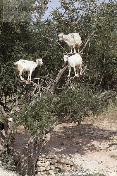 Nordafrika  Afrika  Marokko