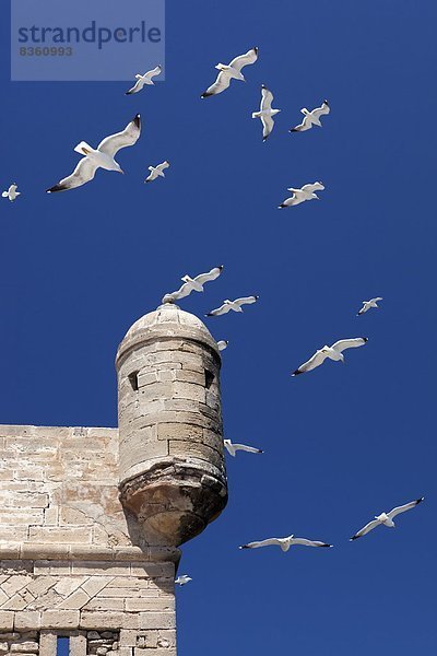 Nordafrika  fliegen  fliegt  fliegend  Flug  Flüge  über  Schloßturm  Möwe  Festung  Afrika  Marokko  alt