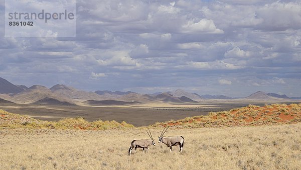 Naturschutzgebiet  Namibia  Namib  Düne  Afrika
