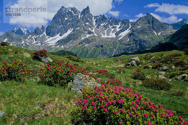 Rhododendron auf der Alm  Verwallgruppe  Tirol  Österreich  Europa