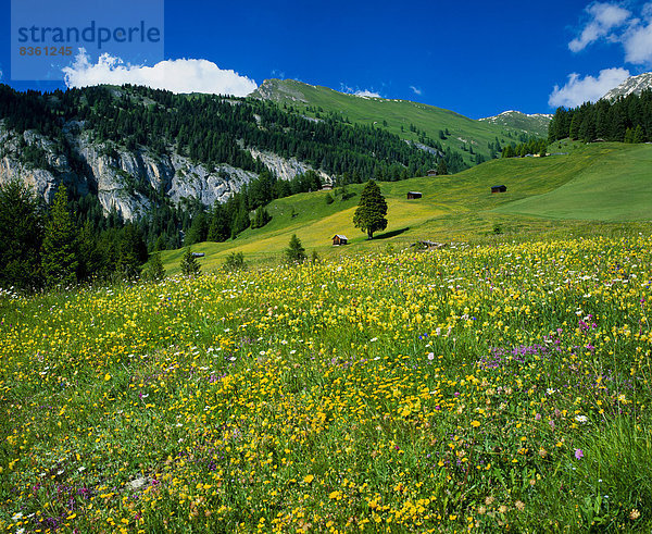 Blumenwiese am Reschenpass  Tirol  Österreich  Europa