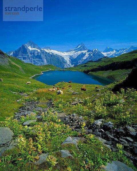 Bachalpsee mit Wetterhorn und Schreckhorn  Berner Alpen  Schweiz  Europa