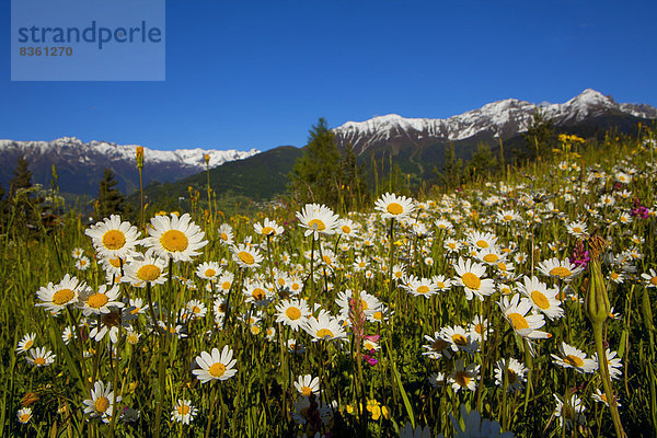 Blumenwiese  Tirol  Österreich  Europa