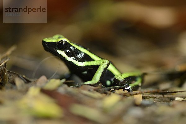 Tropischer Frosch auf dem Boden