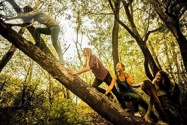 Fünf junge Frauen klettern auf einen Baum im Wald