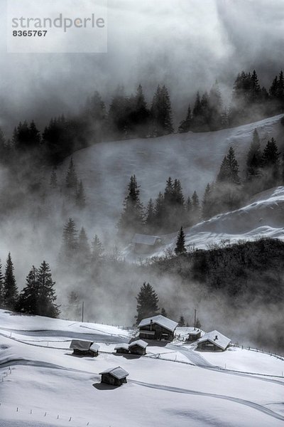 Neblige Szene  Murren  Berner Oberland  Schweiz