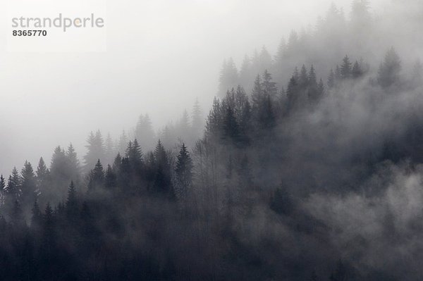 Nebelwald  Murren  Berner Oberland  Schweiz