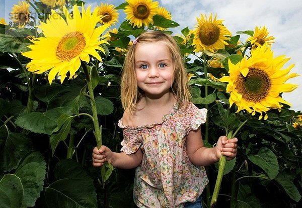 Mädchen mit Sonnenblumen im Feld  Halesworth  Suffolk  England  UK