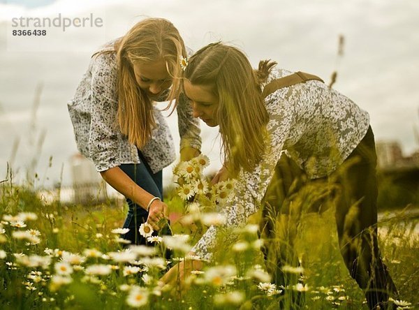 Zwei junge Frauen  die einen Haufen Gänseblümchen pflücken.