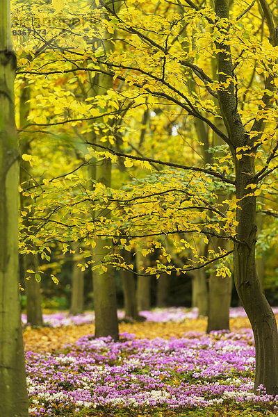 Blume  Baum  Großbritannien  blühen  unterhalb  Buche  Buchen  Abtei  Cambridgeshire  Alpenveilchen  England