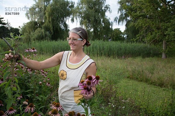 Frau pflückt Echinacea auf Kräuterfarm