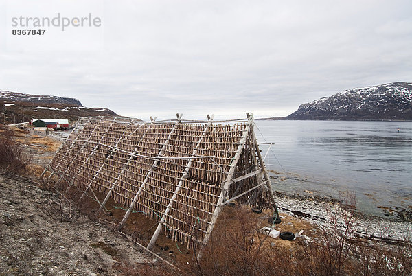 Dorsch trocknen Küste Norwegen