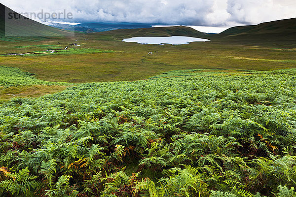 Adlerfarn  Pteridium aquilinum  Großbritannien  See  Cumbria  Ortsteil  England  Tarn