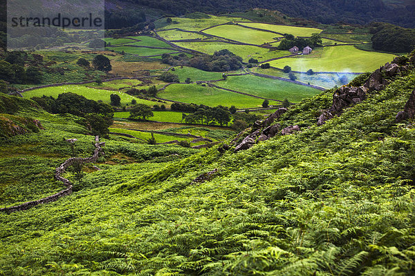 Steinmauer  Großbritannien  Hügel  grün  trocken  Seitenansicht  Cumbria  Ortsteil  England