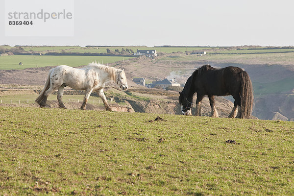 nahe  Großbritannien  Weg  Küste  Tourist  Feld  reiten - Pferd  grasen  Wales