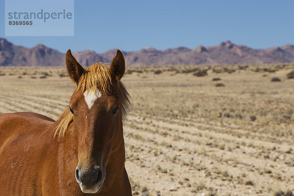 Portrait  Lifestyle  Wüste  ungestüm  Namibia