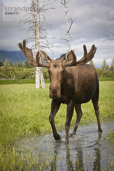 Bulle  Stier  Stiere  Bullen  Wasser  gehen  Elch  Alces alces  Geweih  Alaska Wildlife Conservation Center  Gefangenschaft  Samt