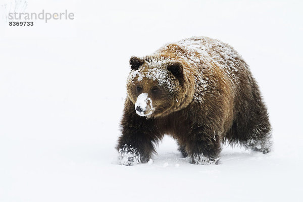 Winter  Alaska Wildlife Conservation Center