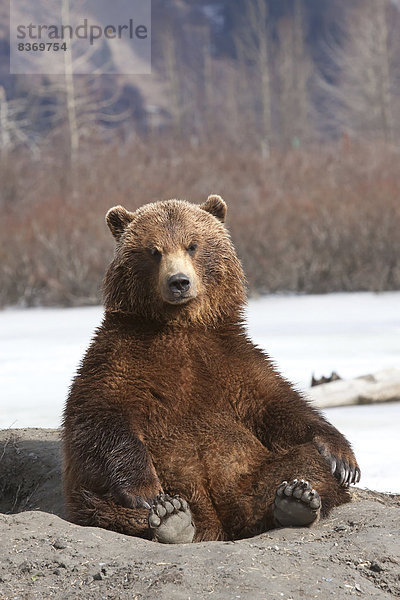 Bär  Einkaufszentrum  sitzend  Schutz  Alaska  braun  Gefangenschaft  Wildtier