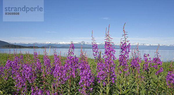 nahe Sommer Küste blühen vorwärts Weidenröschen Juneau