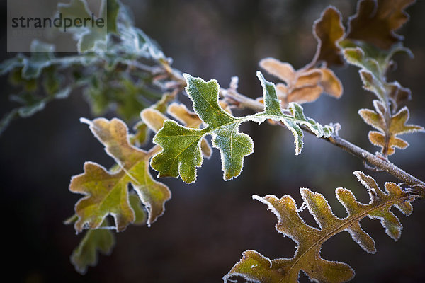 Frosty Blätter Auf Einem Baum Zweig London  England