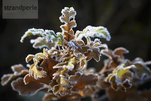 Frosty Blätter Auf Einem Baum Zweig London  England