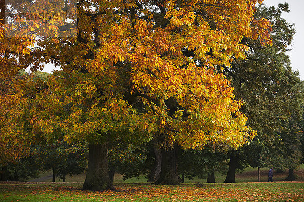 Herbstfarben im Greenwich Park London  England