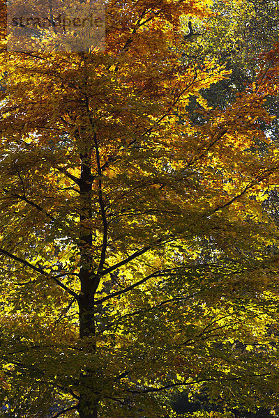 Ein großer Baum voller Herbst farbige Blätter in St. James s Park London  England