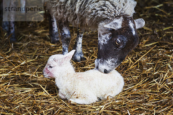 Lamm  Neugeborenes  neugeboren  Neugeborene  Bauernhof  Hof  Höfe  Mutter - Mensch  England  Kent